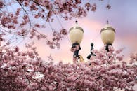 老式路灯周围环绕着迷人的粉色花朵，映衬着柔和的天空