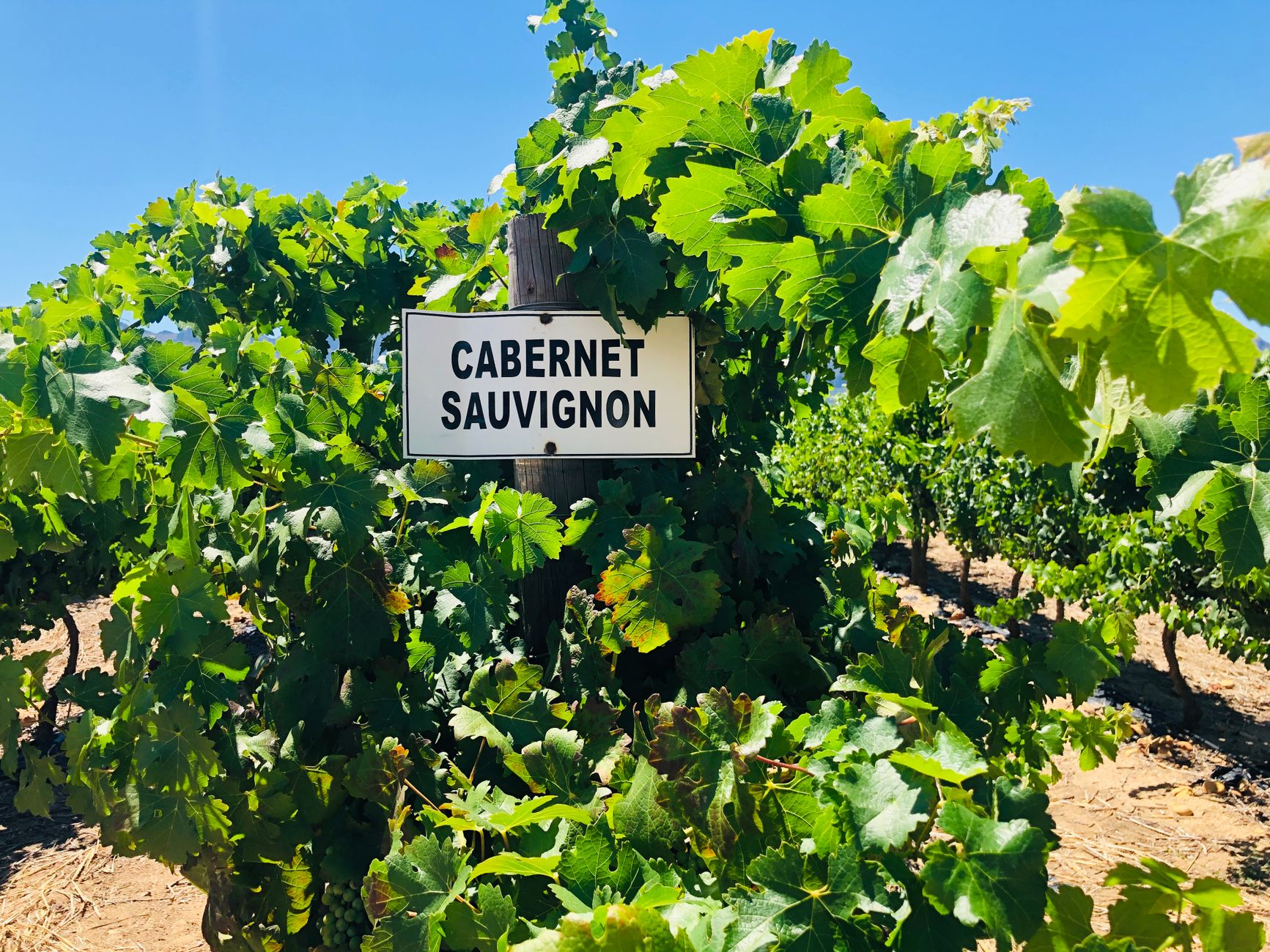 New Zealand Sauvignon Blanc — Why Bangkok Can't Stop Drinking It