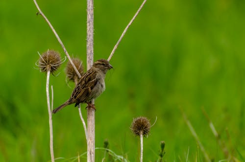 Free stock photo of grass, green, sparrow
