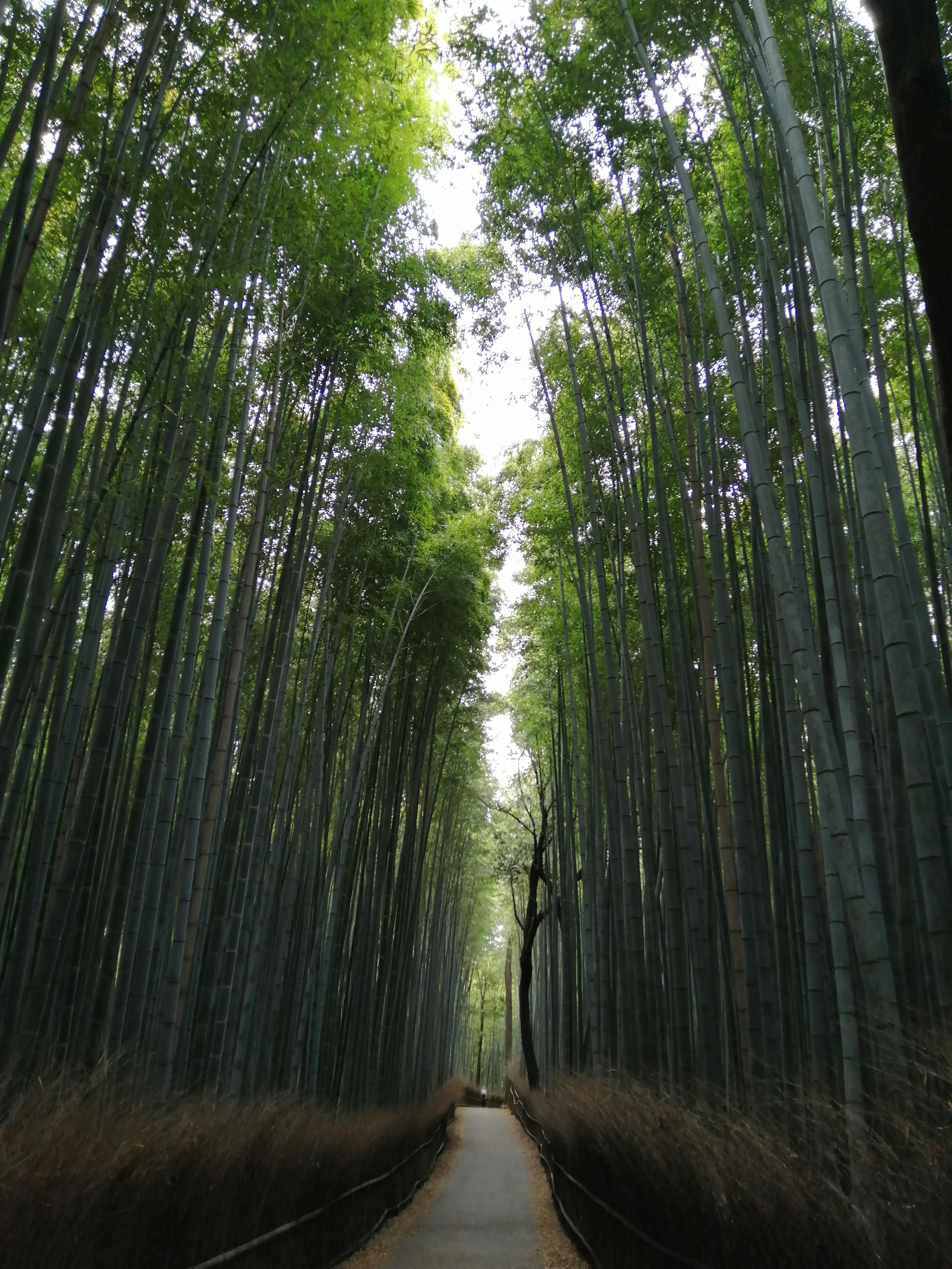 Bamboo Path Photos, Download The Best Free Bamboo Path Stock Photos 