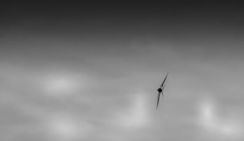 Free stock photo of black-and-white, spring, swallows