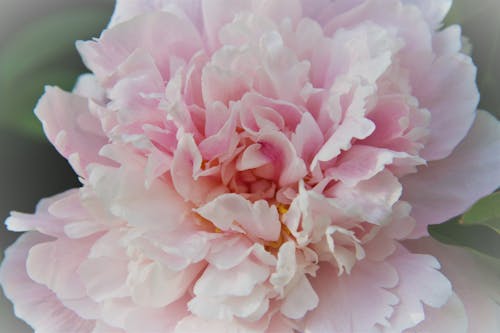 Free stock photo of peony