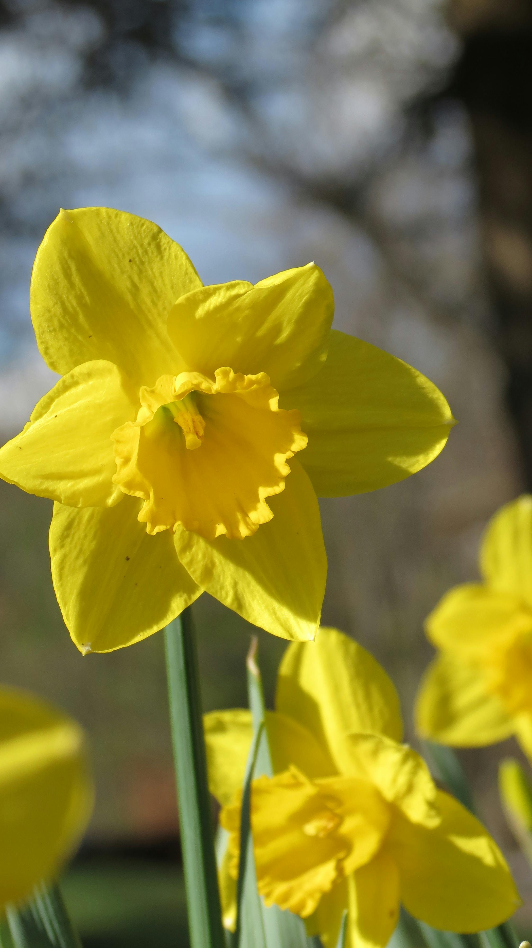 Spoon of pre-workout powder