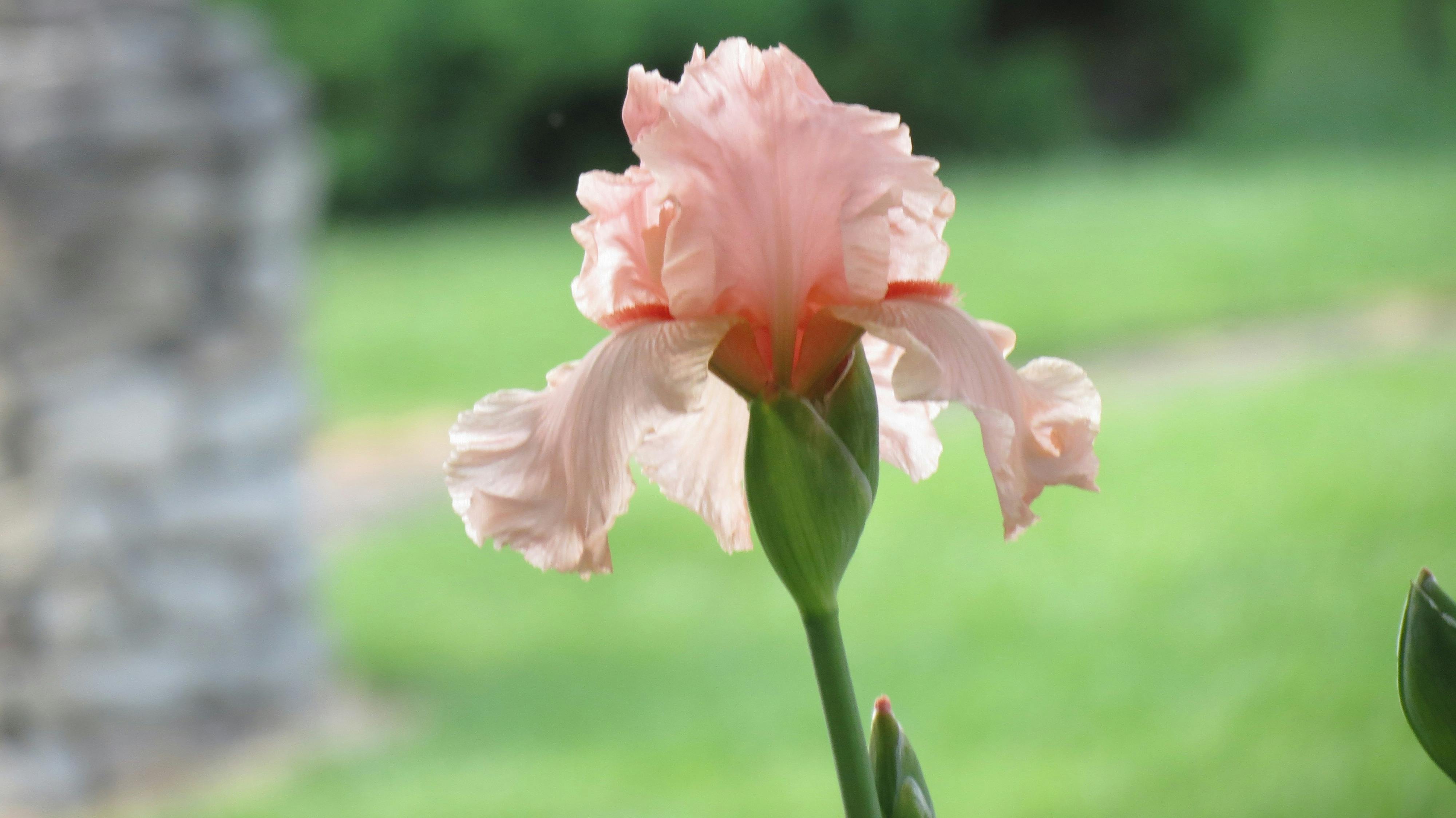 アイリスの花 ピンクアイリス ピンクの花の無料の写真素材 アイリスの花 ピンクアイリス ピンクの花の無料の写真素材