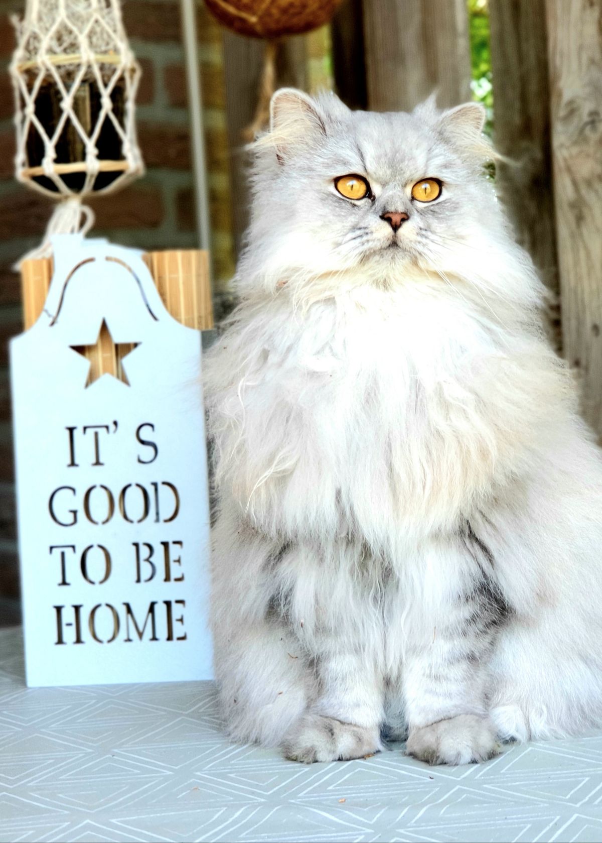 Happy cat relaxing at home in a clean, fresh environment