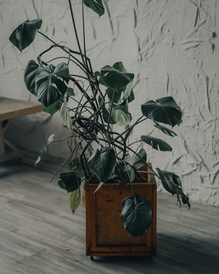 Potted Tropical Monstera Deliciosa Flowering Plant In Light Room