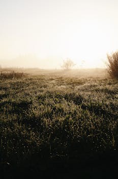 清晨阳光明媚，乡村的草地宁静如画