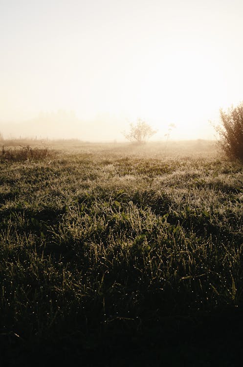 Kostnadsfri bild av äng, bondgård, fält