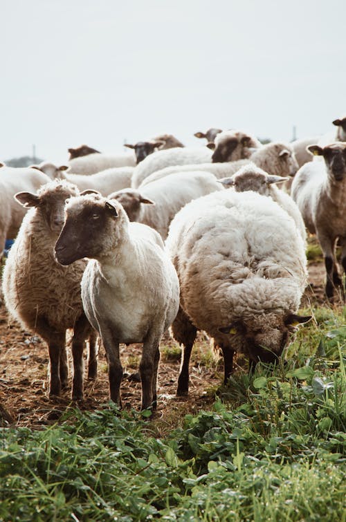 Herd of sheep on pasture in countryside