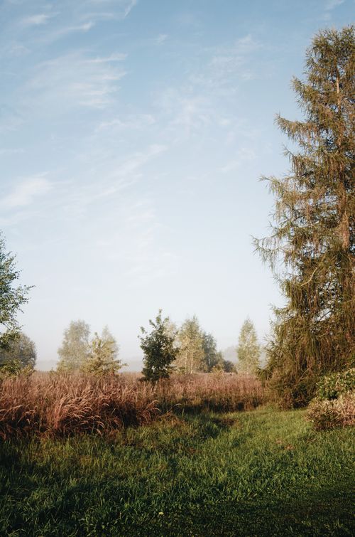 Free Green trees growing on grassy field in peaceful rural terrain against blue sky Stock Photo