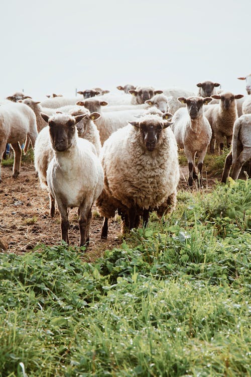 Herd of fluffy sheep standing on ground near green grassy pasture in countryside during grazing