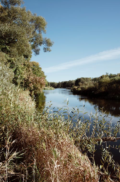 Immagine gratuita di acqua, albero, ambiente