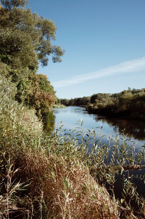 Free Fresh lush green trees and dry grass growing on shore of calm river in countryside on sunny day Stock Photo