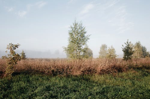 Agricultural fields and trees in countryside