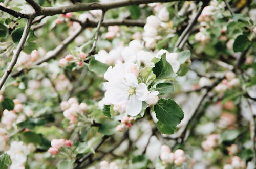 Spectacular blossoming cherry tree with delicate white flowers and green leaves growing in garden on sunny spring day