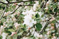 春日阳光明媚，花园里的樱花树生长得十分壮观，花朵精致，叶子翠绿