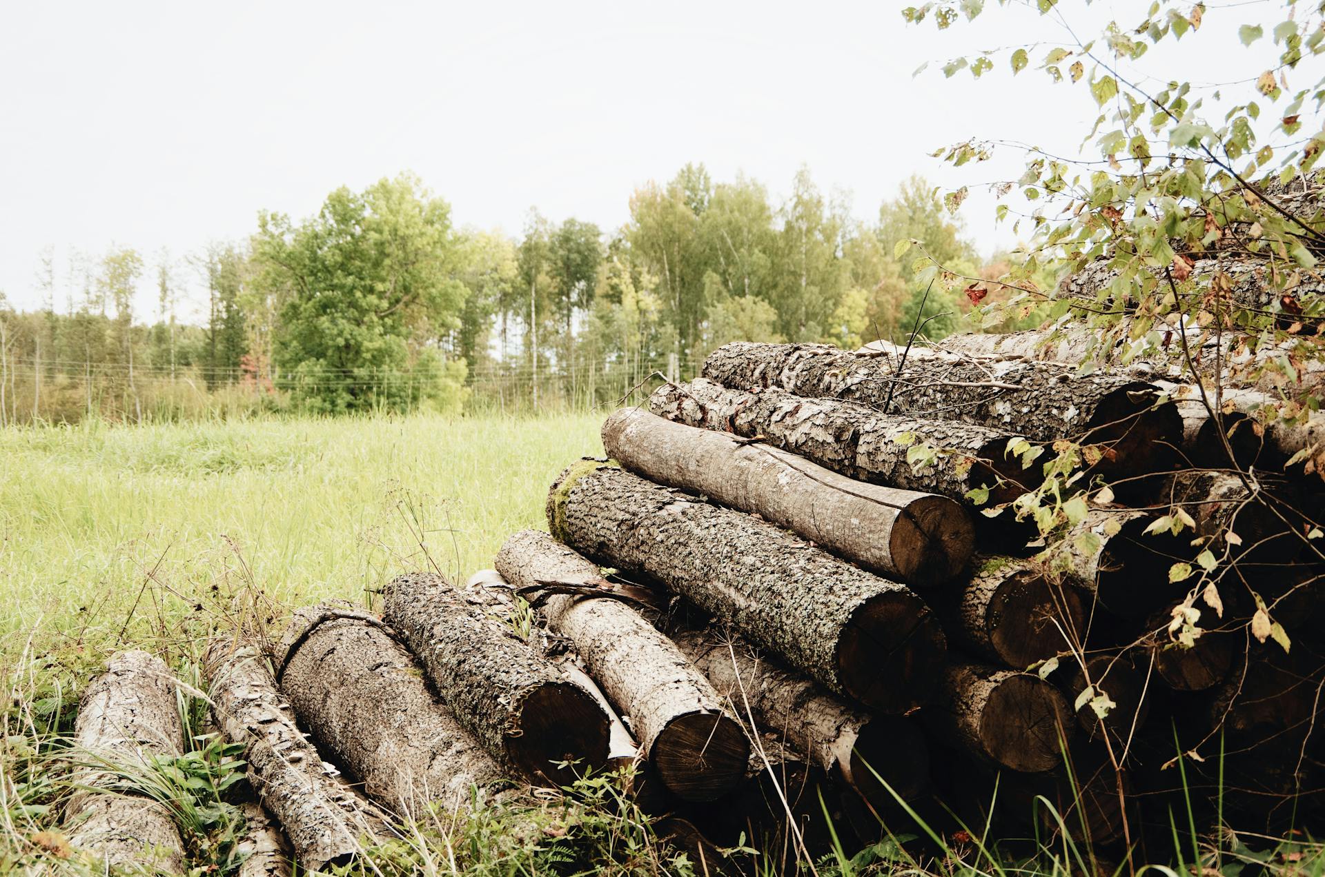 A serene outdoor scene with a stack of timber logs in a lush green forest, perfect for nature and forestry themes.