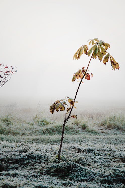 Thin twig with dry leaves on meadow covered with hoarfrost on misty day
