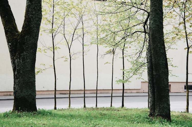 Natural Spring Landscape On Background Of Old Building