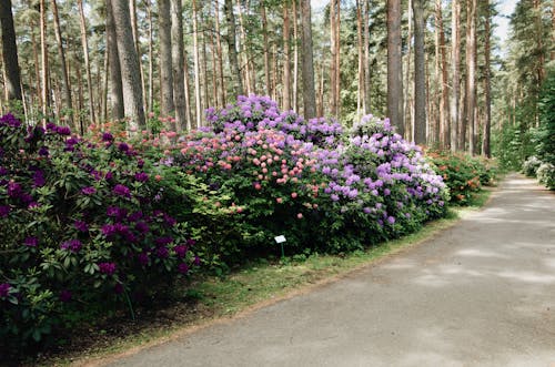 Walking pathway going through beautiful multicolored rhododendron bushes blooming in park in early spring