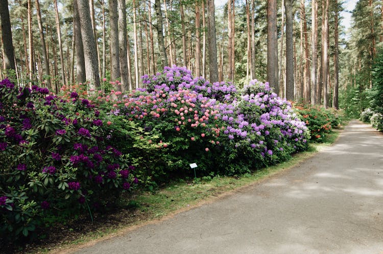 Colorful Rhododendron Flowers Blooming In Garden By Walkway