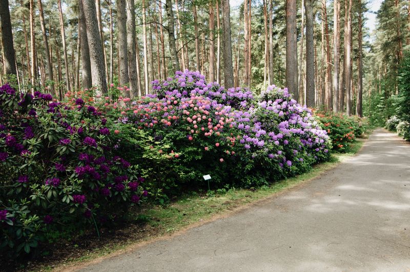 Rhododendron flowers blooming beside a walkway