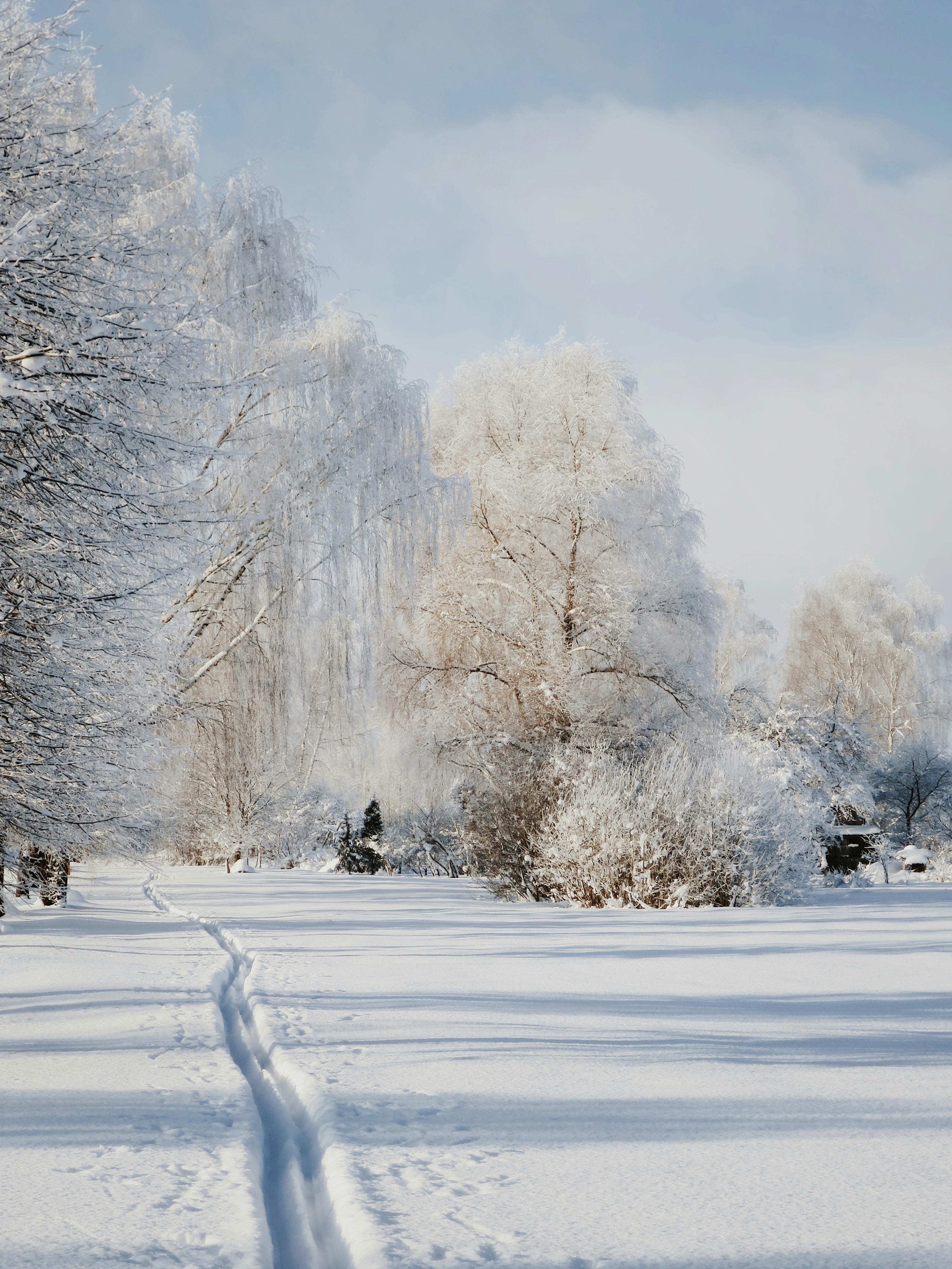 Snowy walkway in park against amazing winter scenery · Free Stock Photo