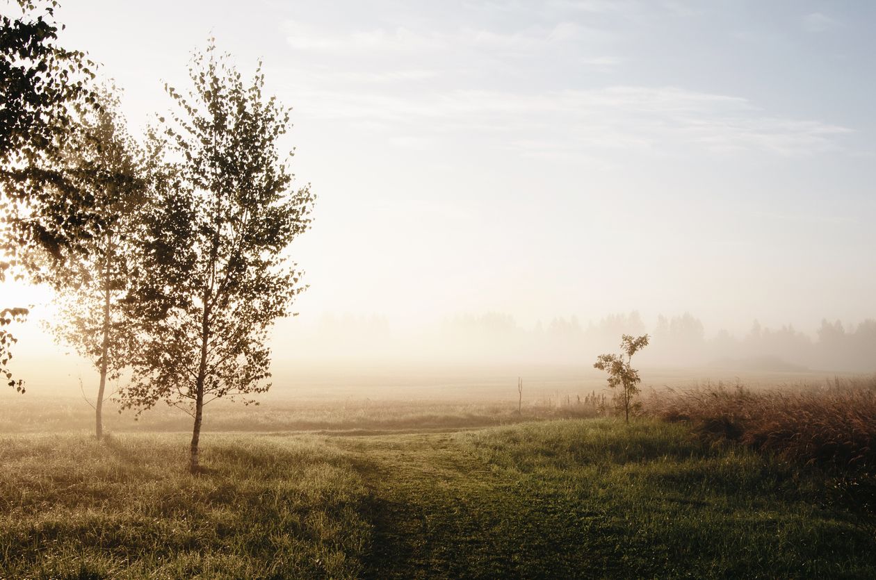 Mist over the vineyard rows at dawn