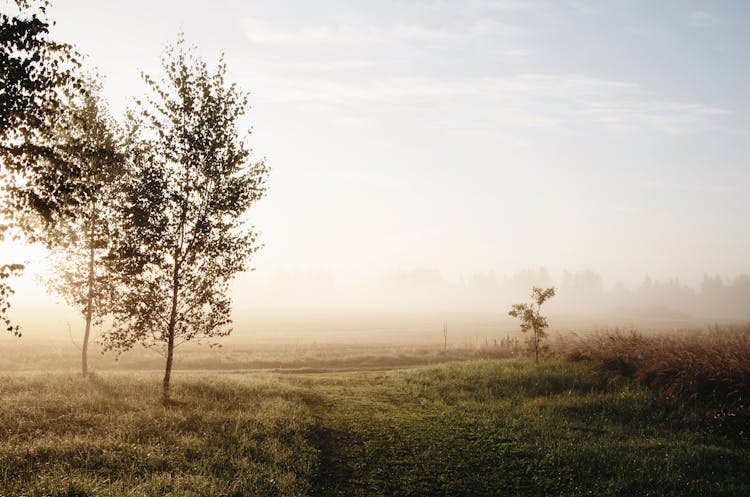 Beautiful Scenery Of Foggy Sunrise In Countryside