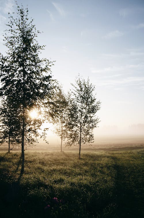 Scenic landscape of misty twilight in countryside