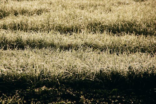 Fresh morning dew drops covering dry grass on meadow on sunny autumn day