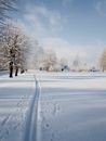 Picturesque winter scenery of snowy path in forest on sunny day