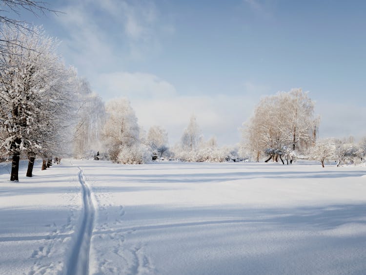 Ski Tracks On Snow On Sunny Winter Day