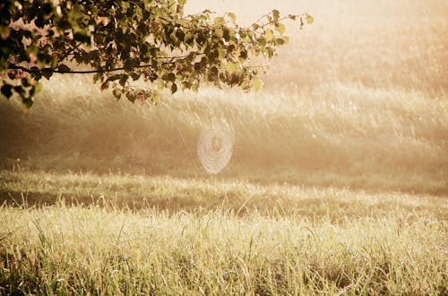 Free Cobweb on tree branch against grassland background in autumn sunrise Stock Photo