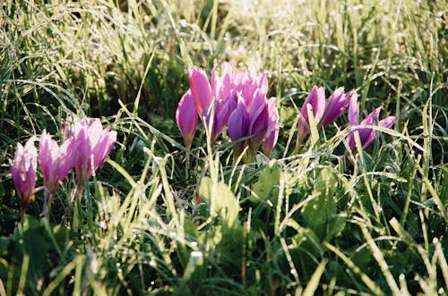 Free Beautiful blooming flowers of purple crocus in forest against natural background in sunlight Stock Photo
