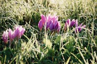 阳光下，森林中美丽的紫色番红花映衬着自然背景