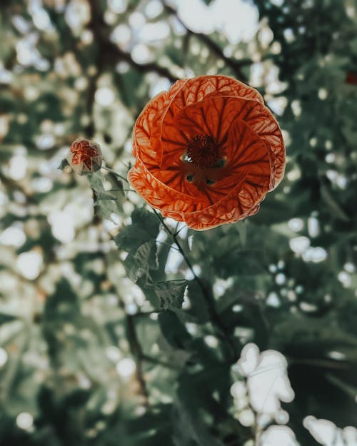 Amazing red vein Indian mallow growing in nature