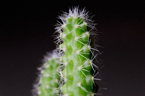 Green Cactus in Close Up Photography