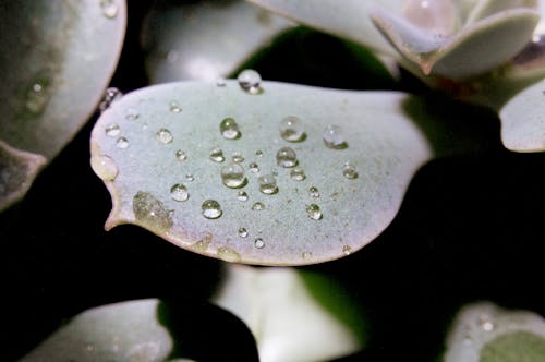 Free Water Droplets on Green Plant Stock Photo