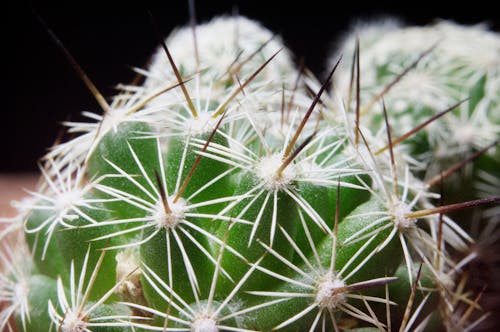 Foto profissional grátis de aumento, cacto, detalhe