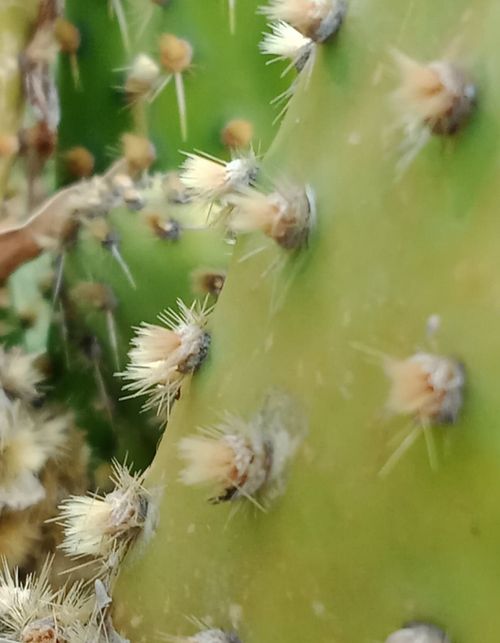 Free stock photo of cactus, desert, nature Stock Photo