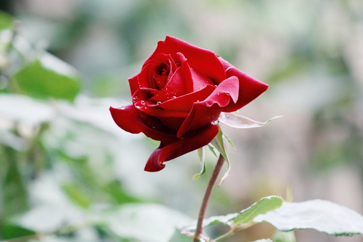 Lush Red Rose Blooming In Garden