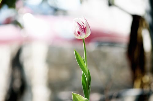 Single white and violet tulip on green stem growing in summer time on blurred background