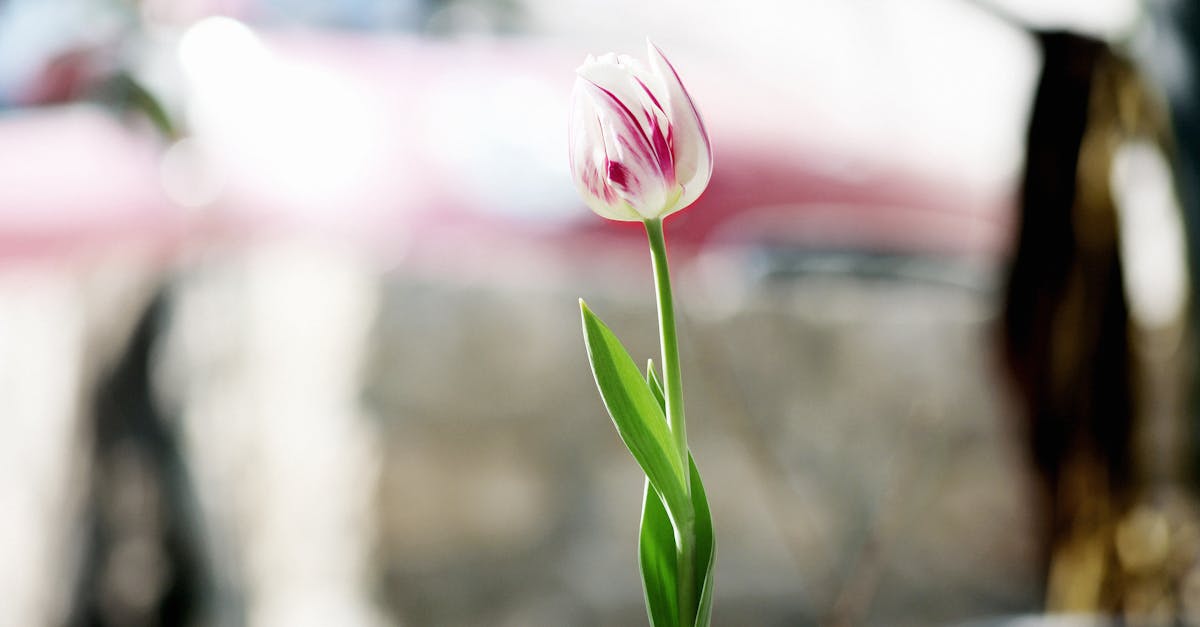 Where to watch 90 day fiancé single life season 2