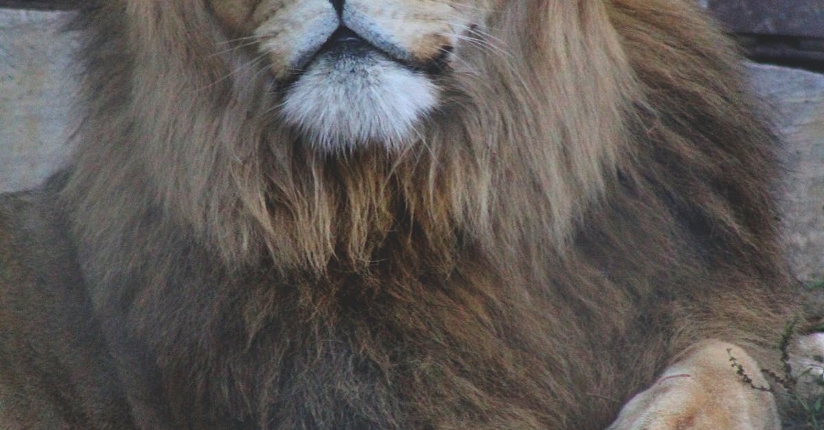 Free stock photo of big cats, cats, lion