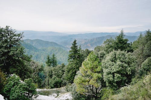 Calm valley with green trees on slopes