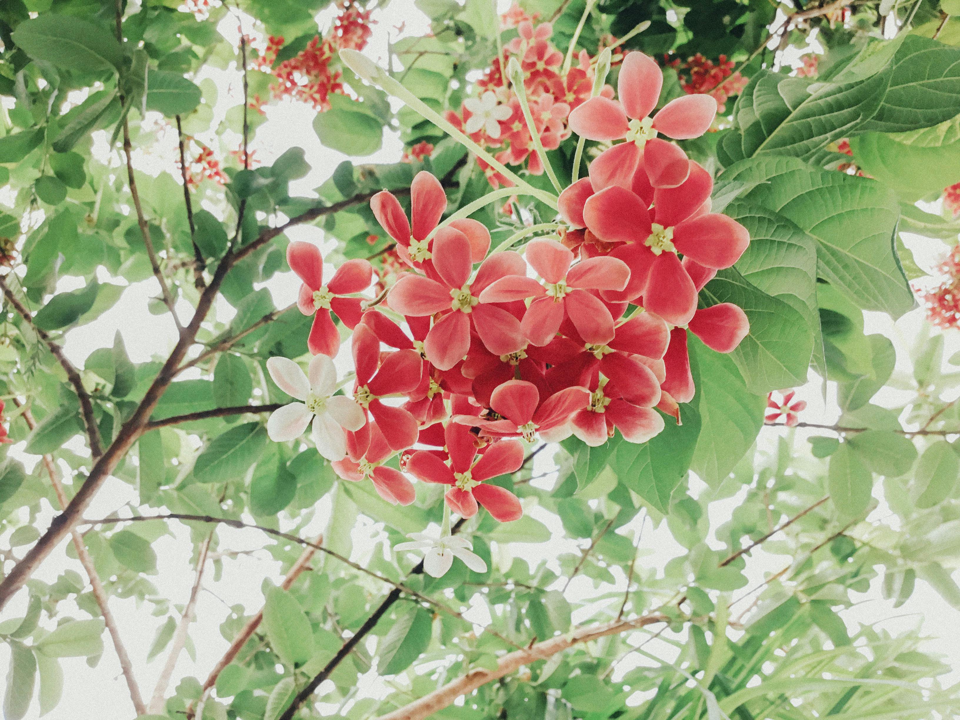 From below of hanging pink blossom of Combretum indicum in lush greenery of garden