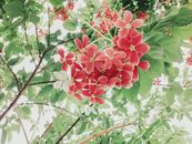 Exotic Rangoon creeper of pink color