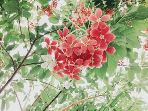 Free From below of hanging pink blossom of Combretum indicum in lush greenery of garden Stock Photo
