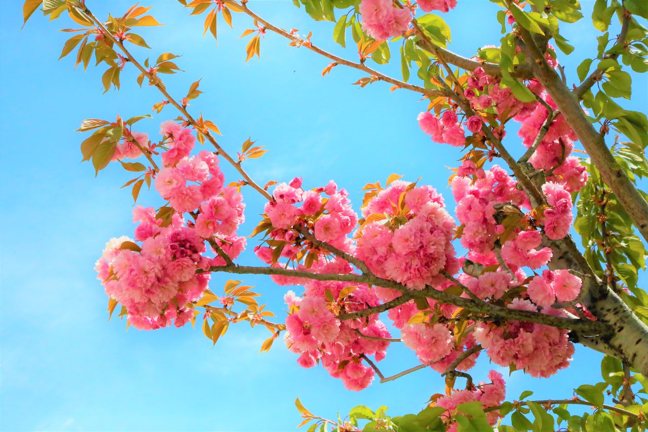 stunning cherry blossoms in full bloom set against a bright blue sky i
